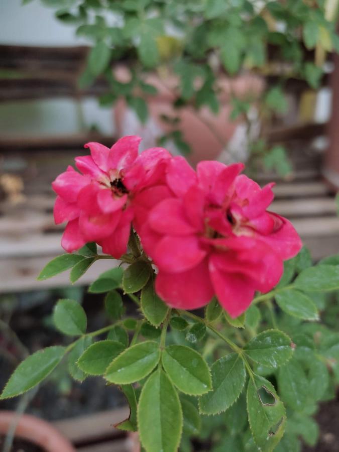Bed & Breakfast Olana 2*